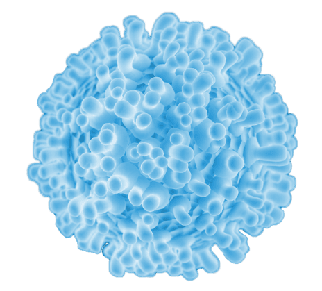 T Cell